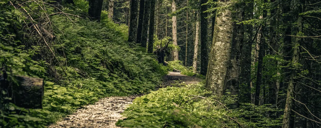 Waldweg als Fernwanderweg in Deutschland