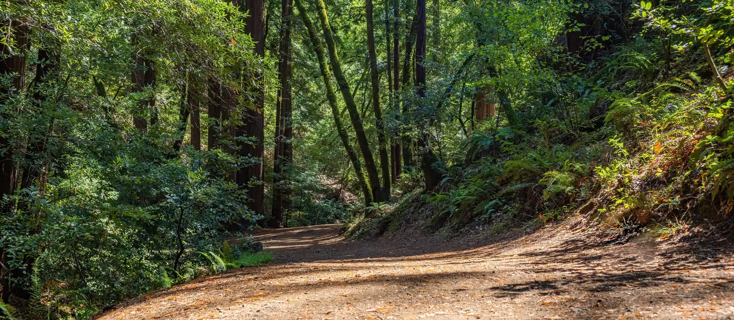 Einladender Waldweg im Sonnenlicht