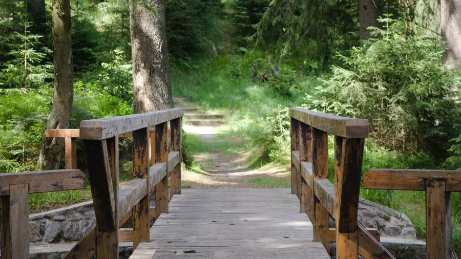 Boardwalk path through a natural landscape