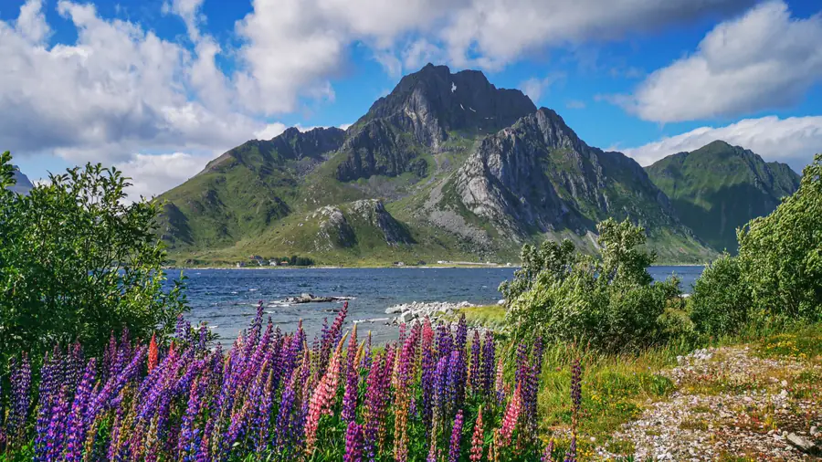 Bergsee mit Lupinen und schroffem Gipfel in Nordeuropa