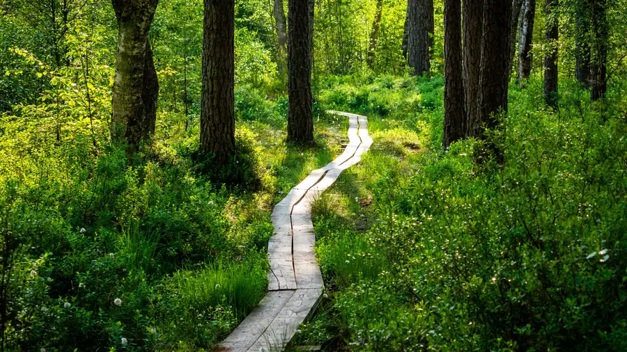 Bohlenweg durch einen sonnigen grünen Wald